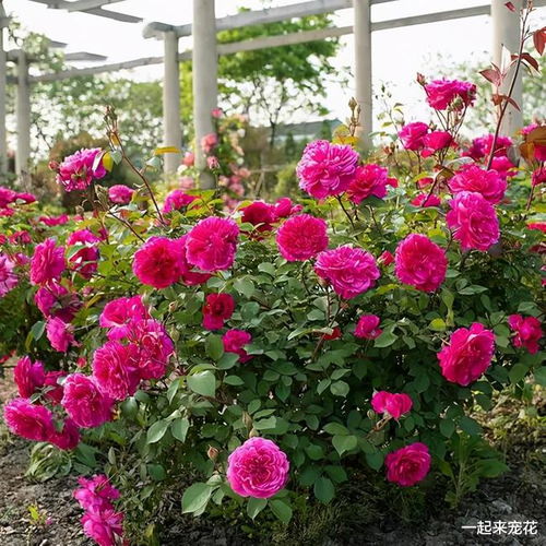 夏令营月季：藤本与灌木的舞蹈