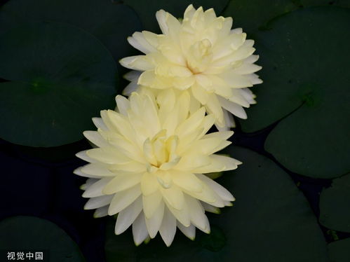 幸运之花绽放：揭秘成功之路的花卉密码