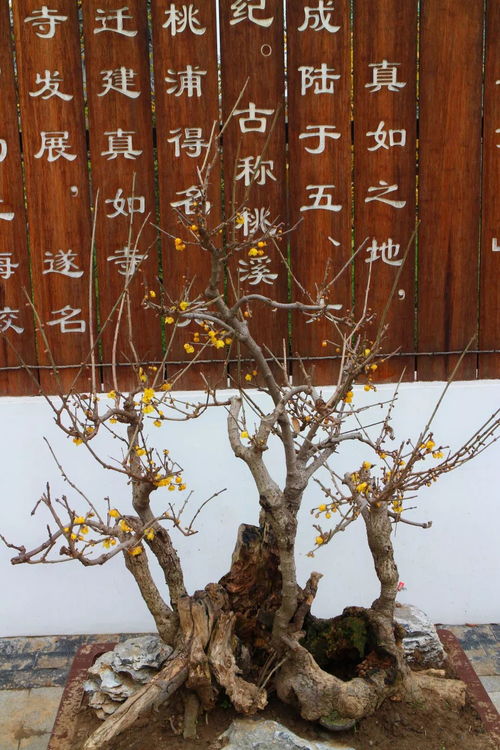 腊梅种植，如何让网购的腊梅绽放