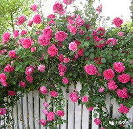 选苗篇：藤本月季的误区揭秘