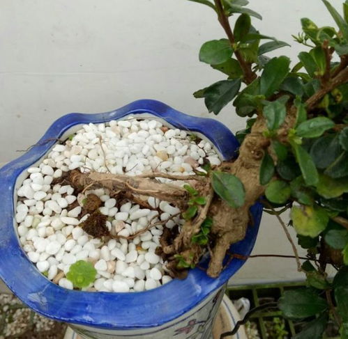 美洲茶适宜生长在温暖湿润、土壤肥沃的亚热带地区