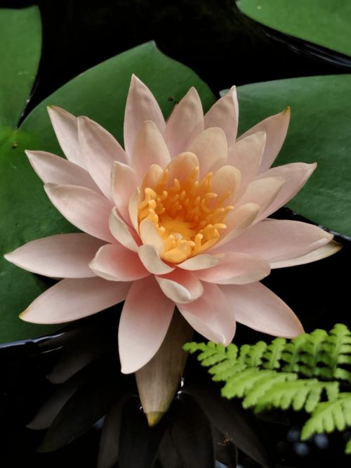 睡莲鲜切花水培，如何延长花期