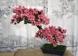 日本杜鹃盆景冬天如何养护？如何让杜鹃花在寒冷中绽放