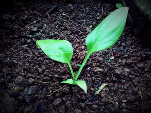 提升药效：三个细节不Neng忘