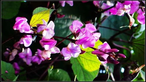 冬青什么时间开花，如何根据其开花时间让我的花园更美丽