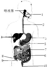 植物分为四大类：苔藓、蕨类、裸子、被子