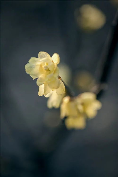 蜡梅与腊梅：哪个梗符合特性？