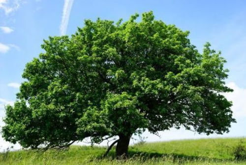 苗木休眠期， 苗木人的忙碌时光