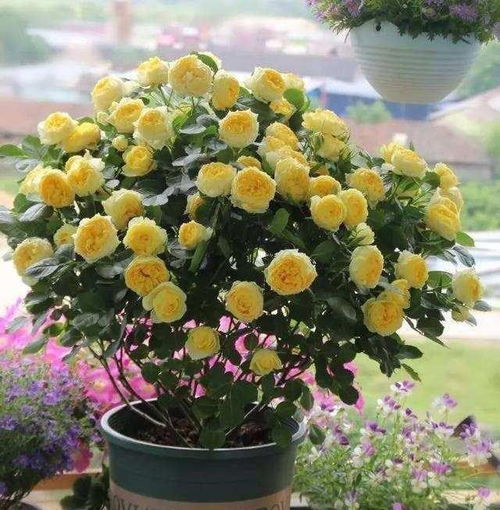 新手养护月季，果汁阳台是佳选？还是金丝雀geng胜一筹？