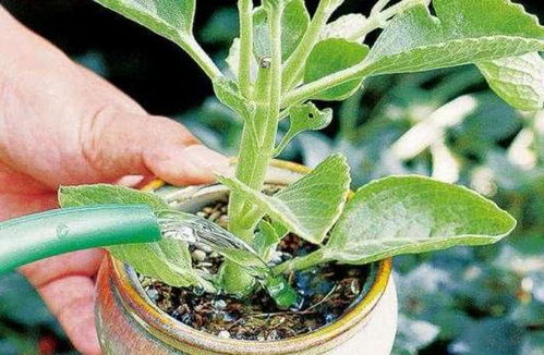 吡虫啉兑水比例：10克兑水2000倍左右