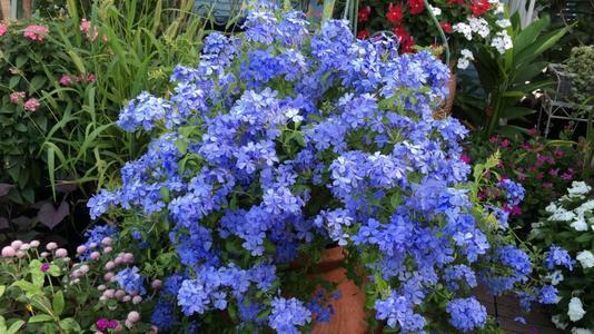 韭兰叶子修剪的艺术：让花儿绽放的秘密