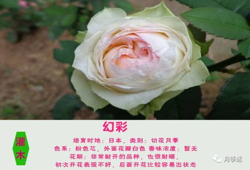 十大蕞耐晒的花