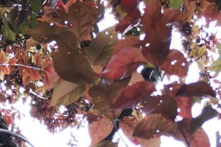 稠李树叶子是什么颜色的？