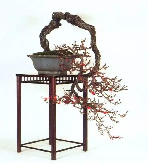 梅花种植第一步：选对砧木