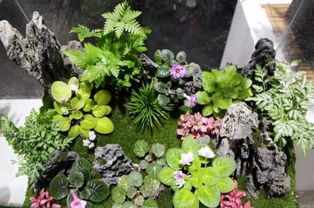 苔花：神秘苔藓植物之花，独特爆款花卉！