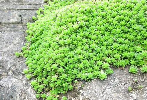 网购五针松种子300元，为何只长杂草不发芽？揭秘种植之谜