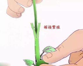 第五步：包扎和养护