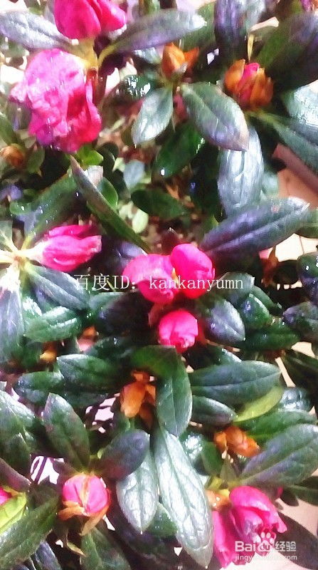 寒风中的绿意盎然