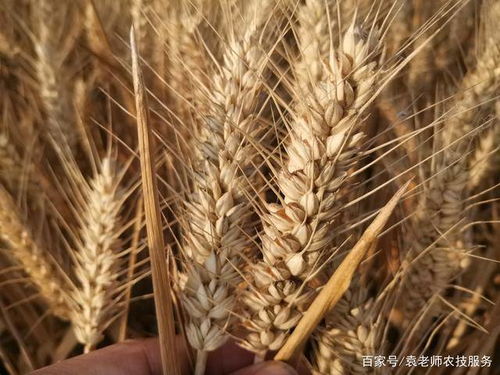 烟农21小麦品种高产优质，适应性强