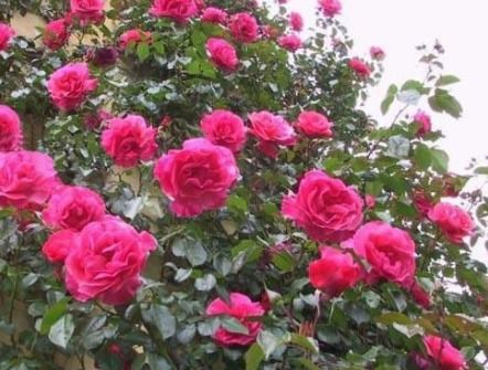 北方耐寒爬藤大盘点