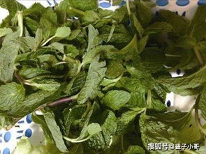 薄荷品种哪家香？美味薄荷推荐！