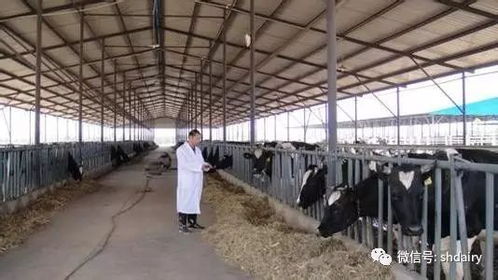 奶牛夏季牛舍管理，关注通风、温度、湿度