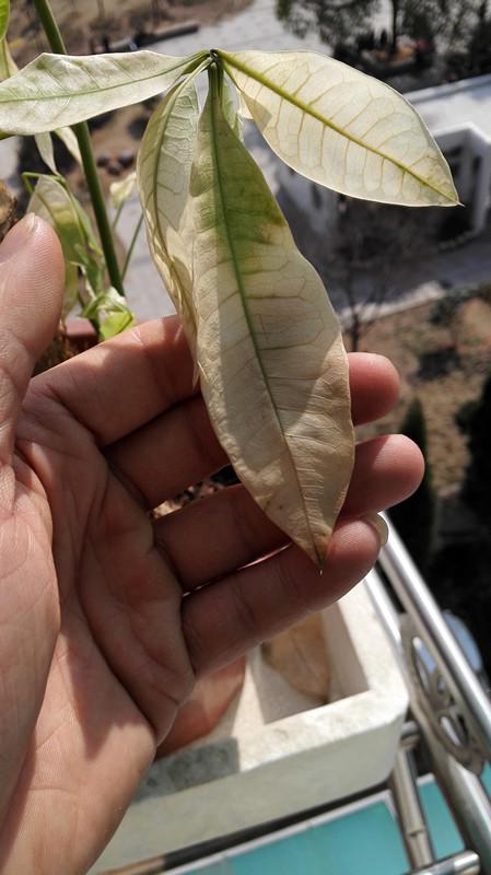 琴叶榕叶子发黄枯萎怎么办？有哪些有效的救治技巧可以挽救