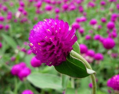 百日红花如何进行科学的种植与管理