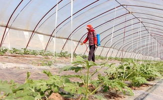 四、农药的平安使用