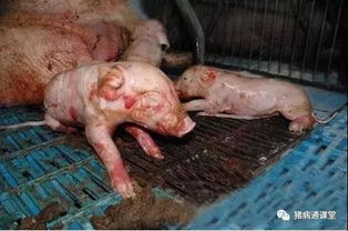 缩宫素助母猪顺利分娩，提高养殖效率