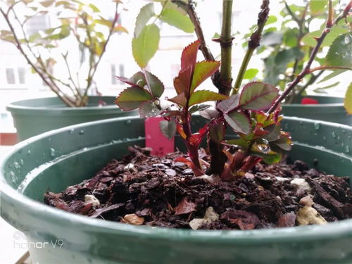 月季苗挑选攻略：老花友的经验分享