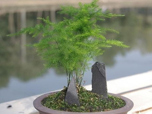冬季如何科学养护松柏，使其在寒冷环境中健康茁壮成长