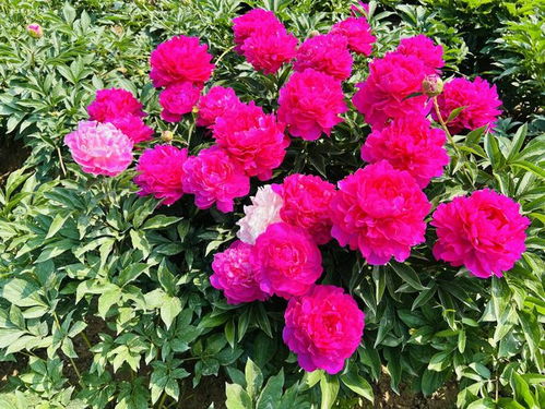 柏加镇：花木之乡