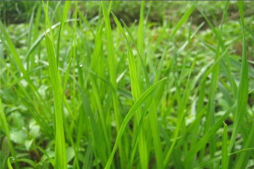 北方耐寒性强的草坪草种介绍