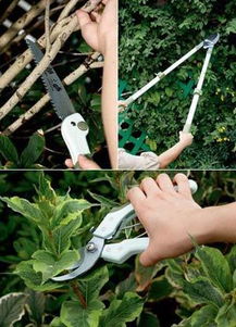 四、修剪工具和步骤的详细介绍