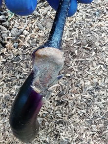 烂茄子的防治方法