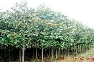 实生苗繁育，种子要选好