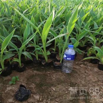 水生美人蕉的花期有多长？