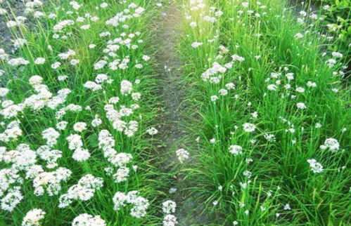 种植时间：把握时机