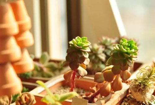 多肉植物徒长了怎么办？如何让它恢复饱满
