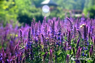 蓝花鼠尾草：多年生爆款，花语浪漫，SEO必备！