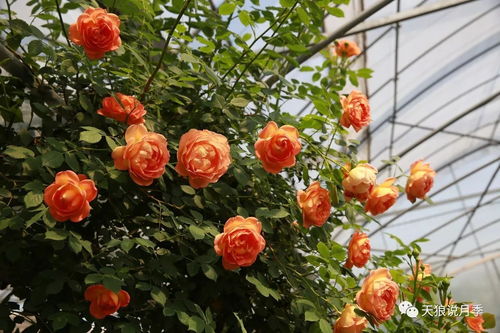 种植地点， 随心所欲