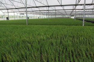 多样草种， 应对不同盐碱度