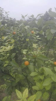 柑橘树刚种植就出现黄化是什么原因导致的
