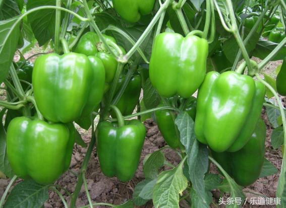 催红的辣椒与自然成熟的辣椒