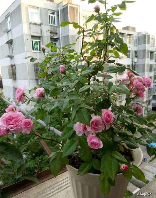 月季花修剪， 让花朵绽放的秘密武器