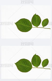 沙漠玫瑰，叶脉交织