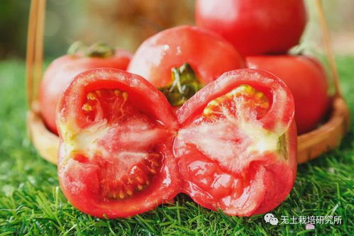 番茄叶霉病减产50%，用腈菌唑防控Neng省下3成成本吗？