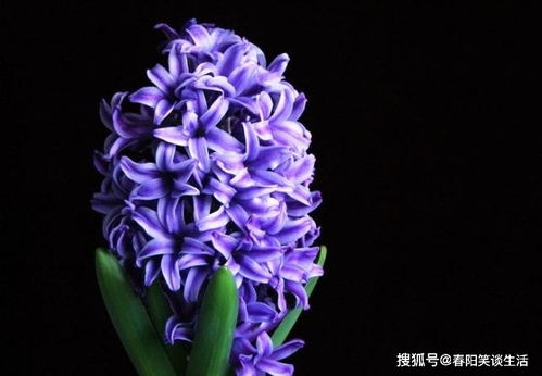 风信子情话：思念如风，爱意绽放！