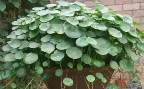 橡皮树：向阳生长， 耐寒耐旱